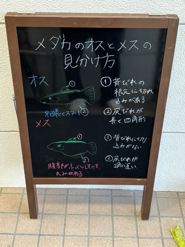 今週のA型看板