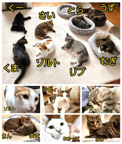 ねこたち