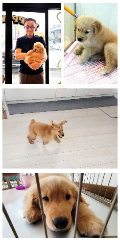 家族が増えたワン！