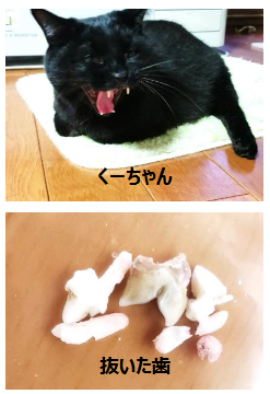 くーちゃんと抜いた歯
