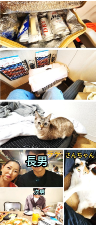 猫と横浜へ&ラオスからの猫